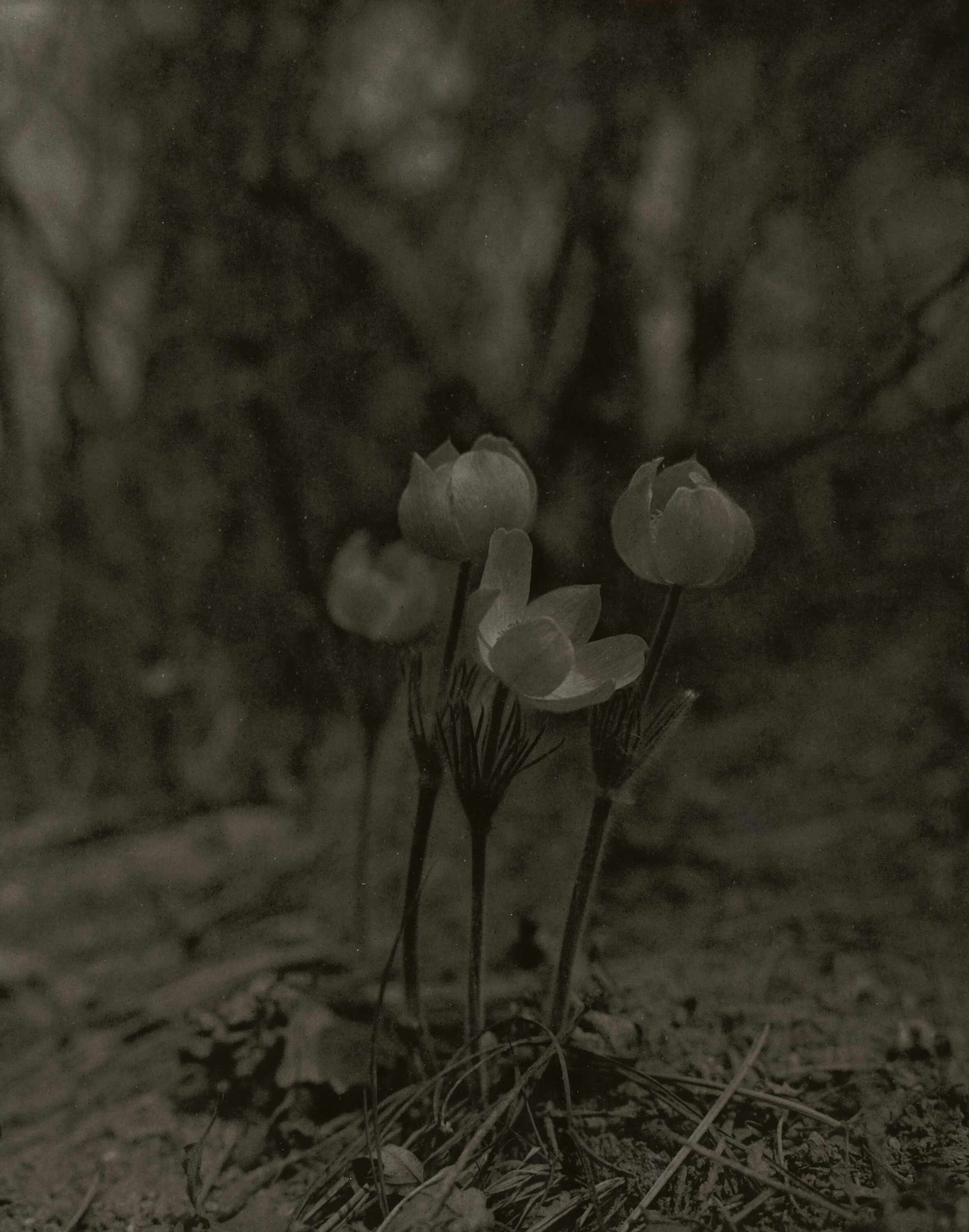 Ilford MGFB, f/11, 5s