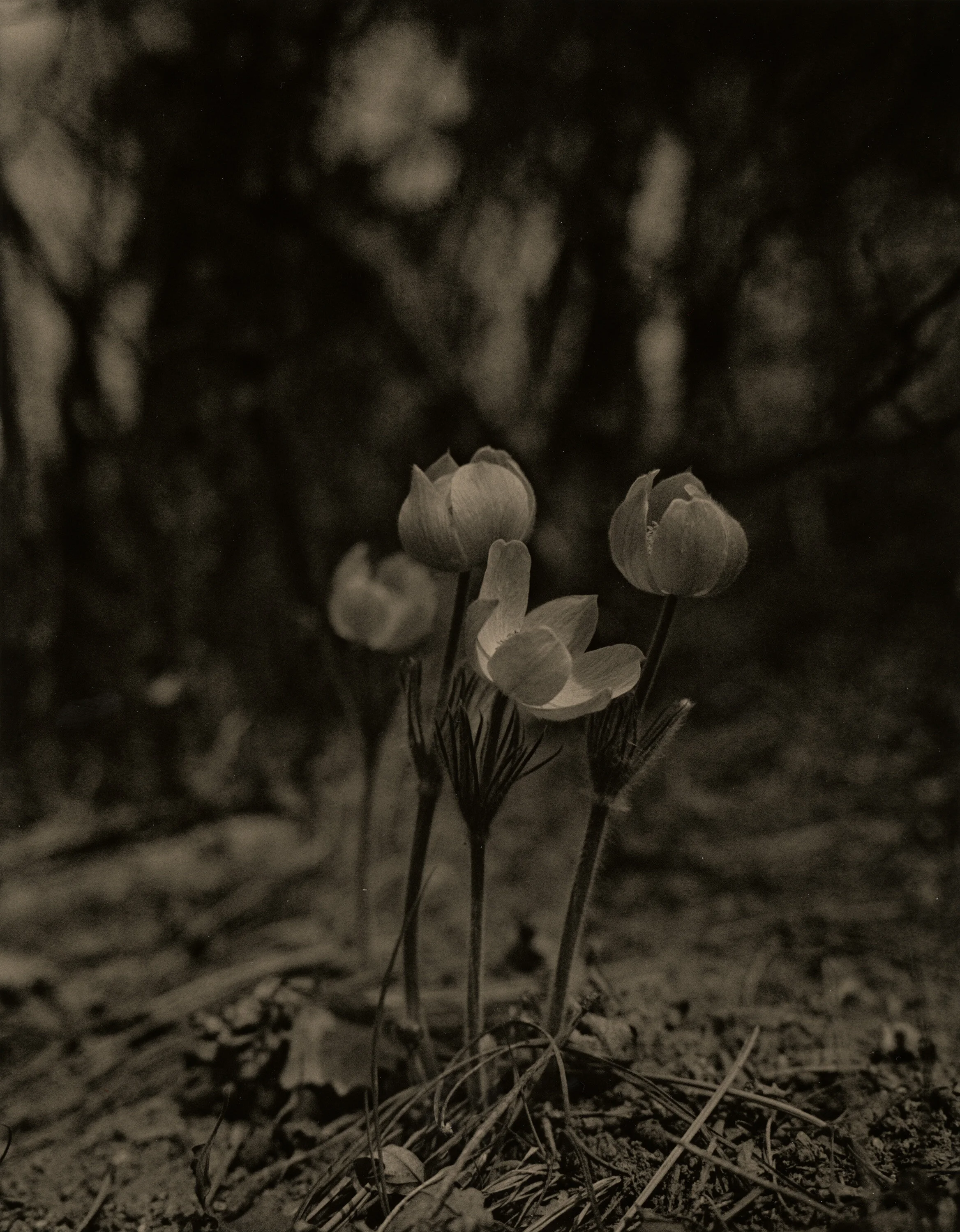 Ilford MGV RC, f/8, 7s