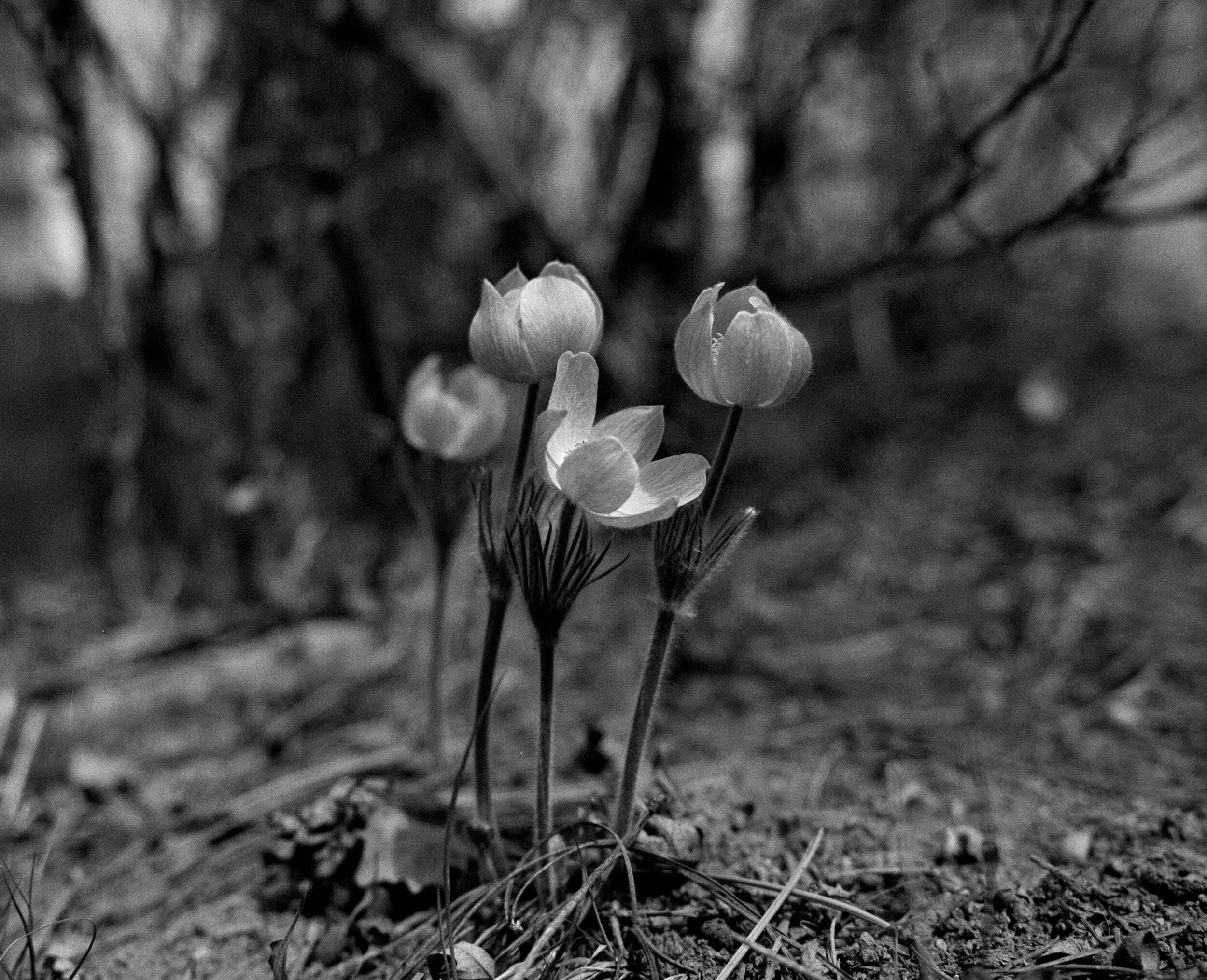 A (cropped) DSLR scan of the 6x4.5 FP4+ negative. The actual negative was maybe a half stop under exposed so it was somewhat thin