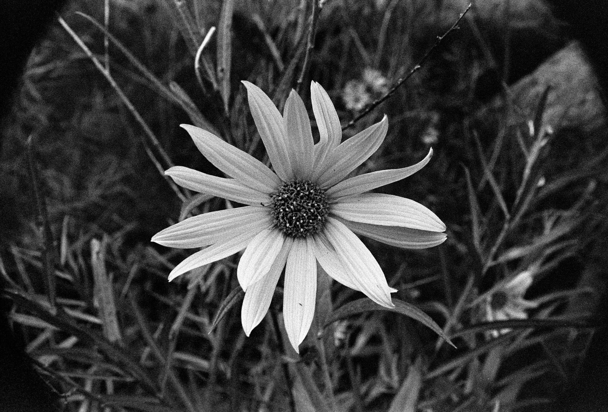 35mm HP5+@800, processed for 18m at 67F (under developed by at least 1 stop, hence the extreme grain. Very thin negatives)
