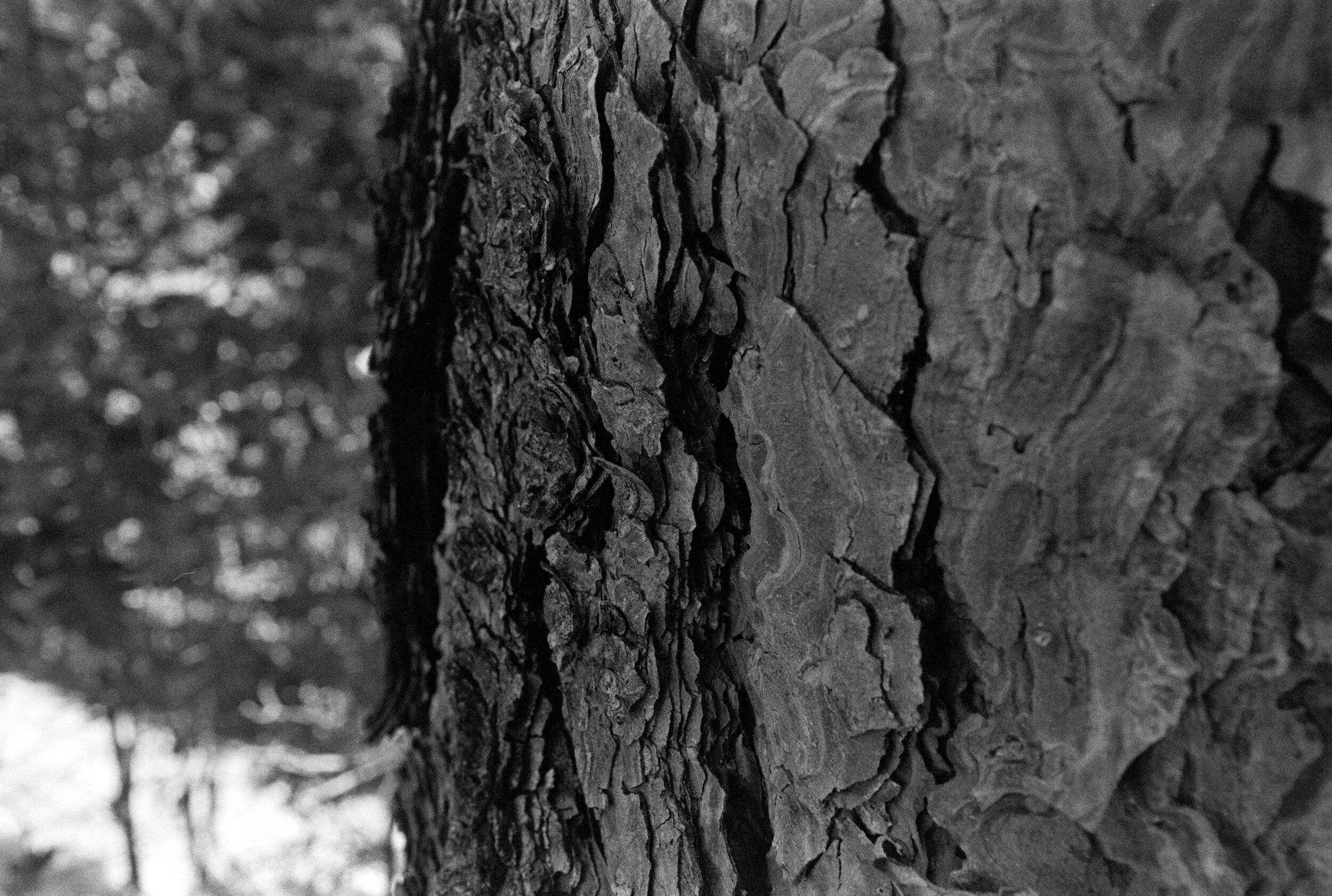 35mm T-Max 400 test, processed for 13m at 72F (likely could’ve used slightly more development, but usable)