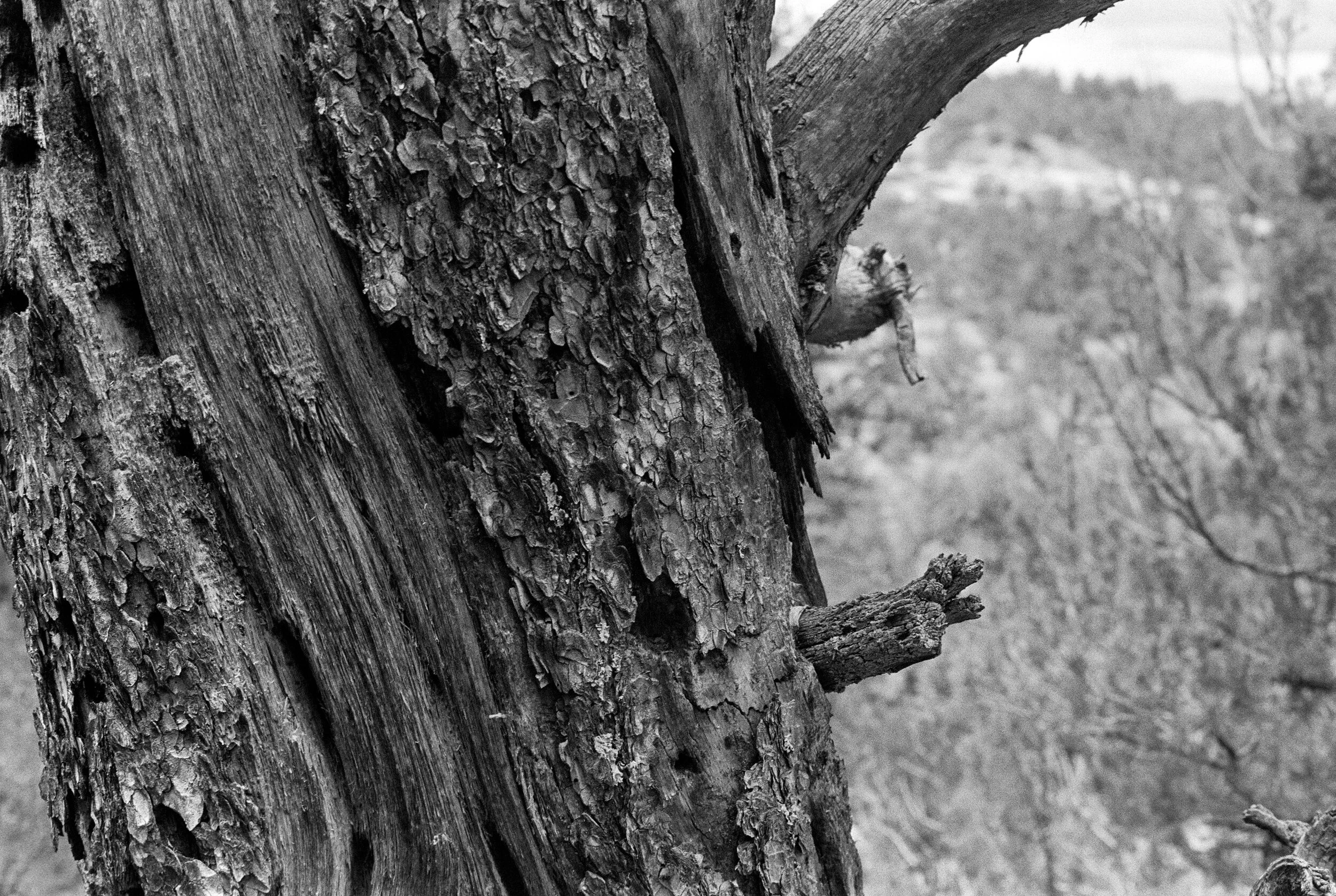 35mm FP4+, processed for 13m at 68F (although looks good, negatives were thin with more grain than usual)