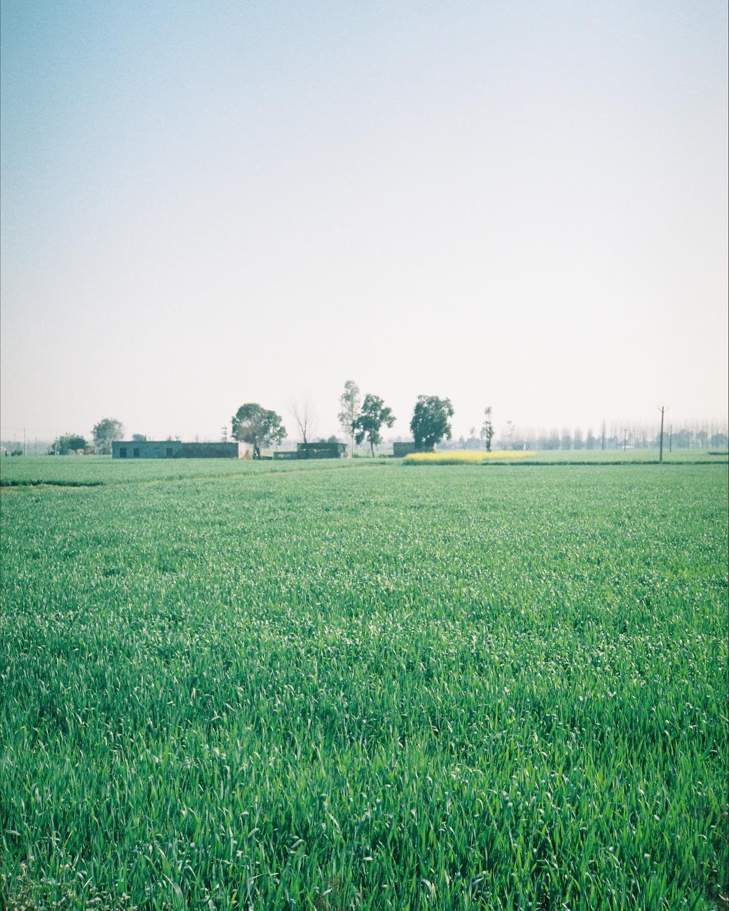 Some lovely images from a roll we dev + scanned recently for @jagvirrr captured during his trip to India 🇮🇳 

📷 : Minolta AF-DL
🎞️ : Kodak Gold 200

#pppfilmlab #fujifilm #filmprocessing #keepfilmalive #filmdeveloping #35mmfilm #120film #you #fil