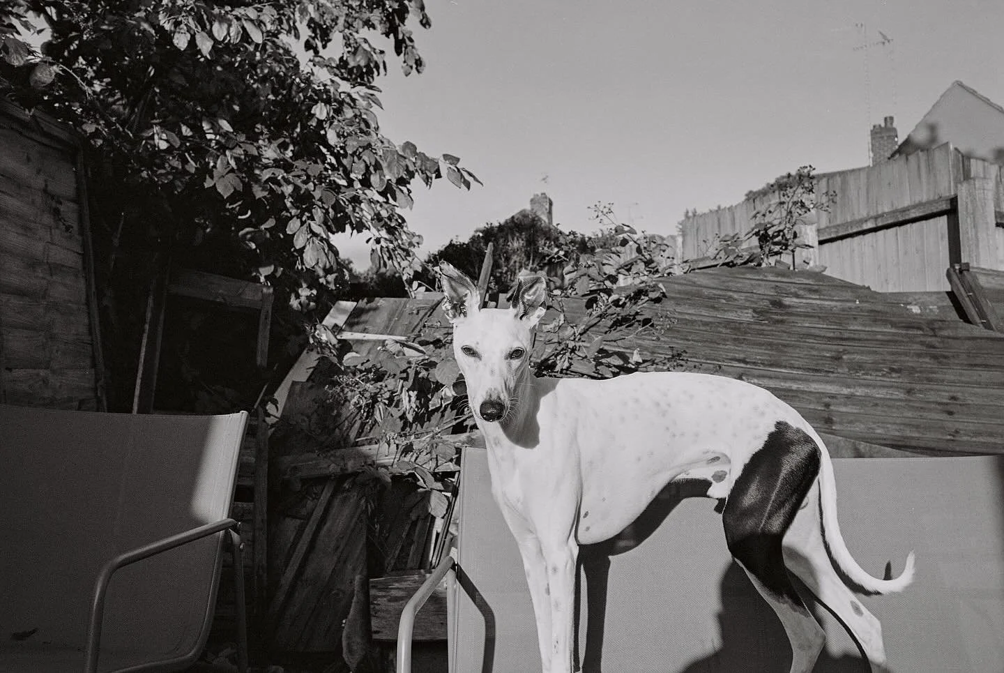 Curious about trying black &amp; white film? 👀
 Did you know @ilfordphoto XP2 can be developed in standard C41 colour chemistry 🧪&mdash; meaning we can develop &amp; scan it for you 

Better still, you can rate it anywhere from ISO 50&ndash;800 wit