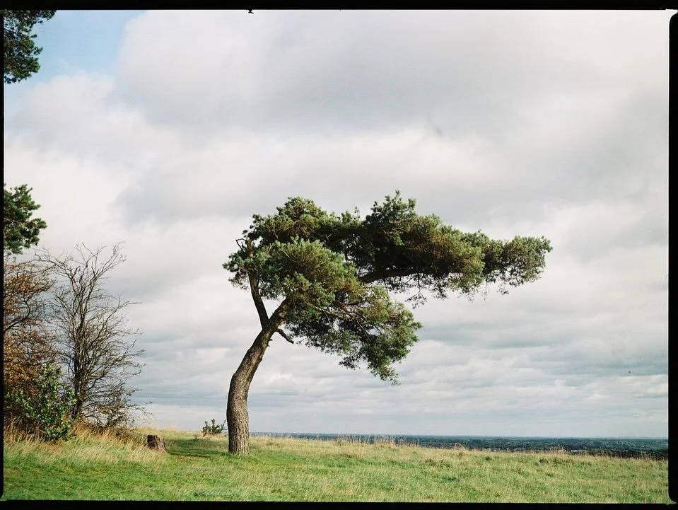 Some lovely shots by: @gavin.campbell that we dev + scanned this week 

📷 Mamiya 645 1000s
🎞️ Kodak Gold 200