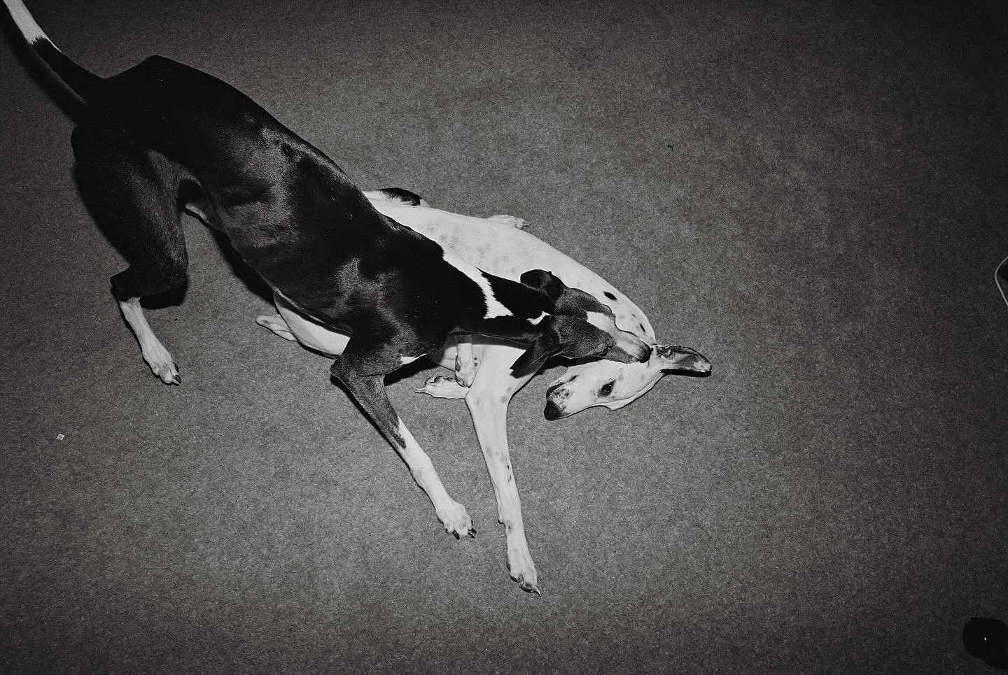 Just a reminder &mdash; we process Ilford XP2! 🖤

We prefer shooting it at ISO 200 and processing as normal for more refined grain and wider tonal range.

📷- Leica MP
🎞️- Ilford XP2 

#pppfilmlab #fujifilm #filmprocessing #keepfilmalive #filmdevel