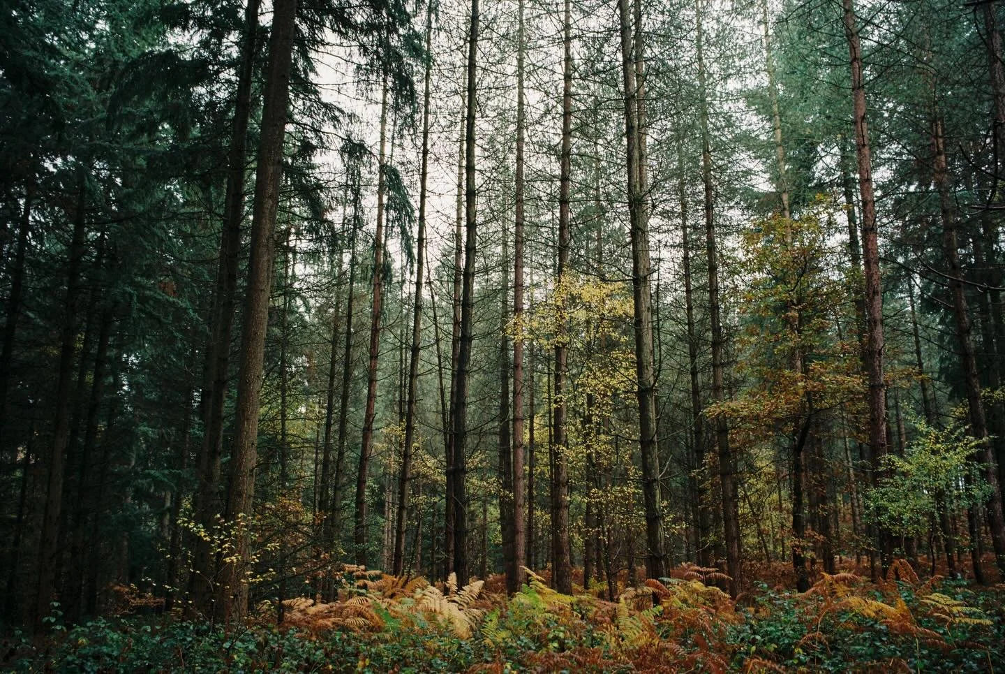 Some great shots captured in @wyreforestfe by @pierropoz 

🎞️ Kodak Gold 200
📷 Leica MP

#pppfilmlab #fujifilm #filmprocessing #keepfilmalive #filmdeveloping #35mmfilm #120film #you #filmisnotdead #bellinifoto #fujifilmfrontiersp300 #kodak #kodak #