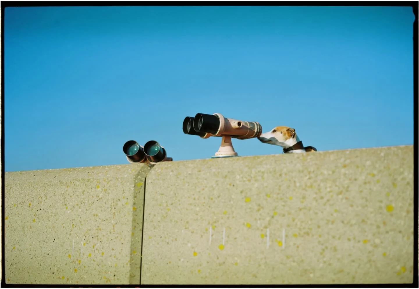 Some lovely images capture by @o_o_oliver of Elsie the dog 
 
🎞️ Kodak Ektar 100 rated @ 60
📷 Fuji GW690III

High res, full frame scans

#pppfilmlab #fujifilm #filmprocessing #keepfilmalive #filmdeveloping #35mmfilm #120film #you #filmisnotdead #be