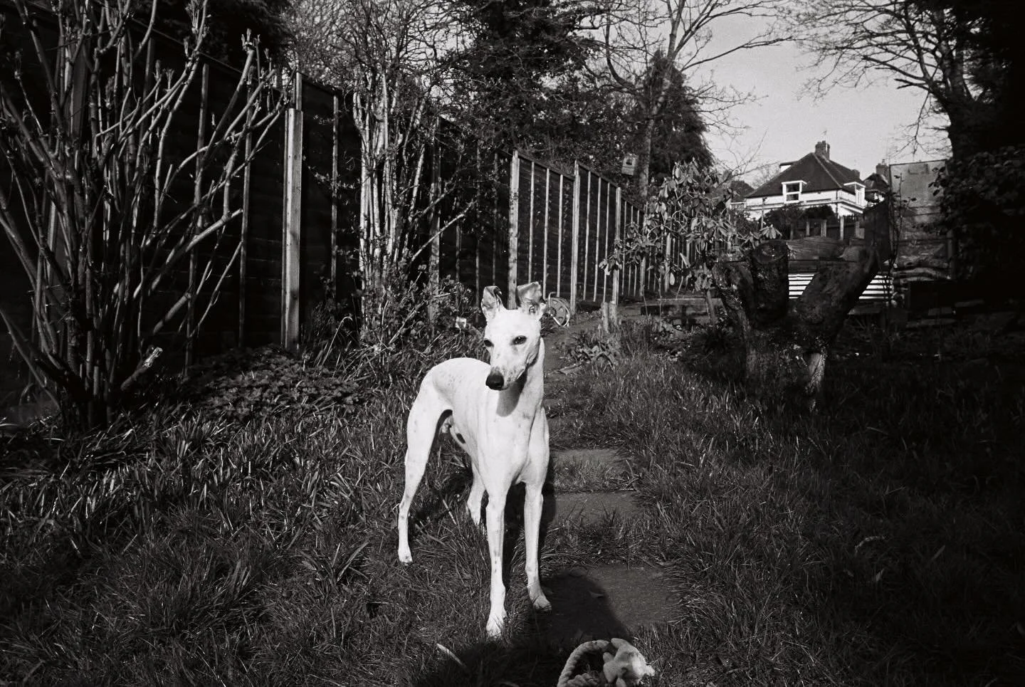 A few sample shots from our new B&amp;W film processing service , captured on Kodak Trix 400

Developed and scanned by us @pppfilmlab 

🎞️ Kodak Trix 400 
📸 Leica MP