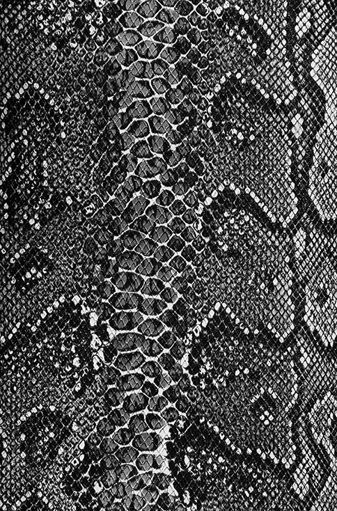 black_white_snake.png