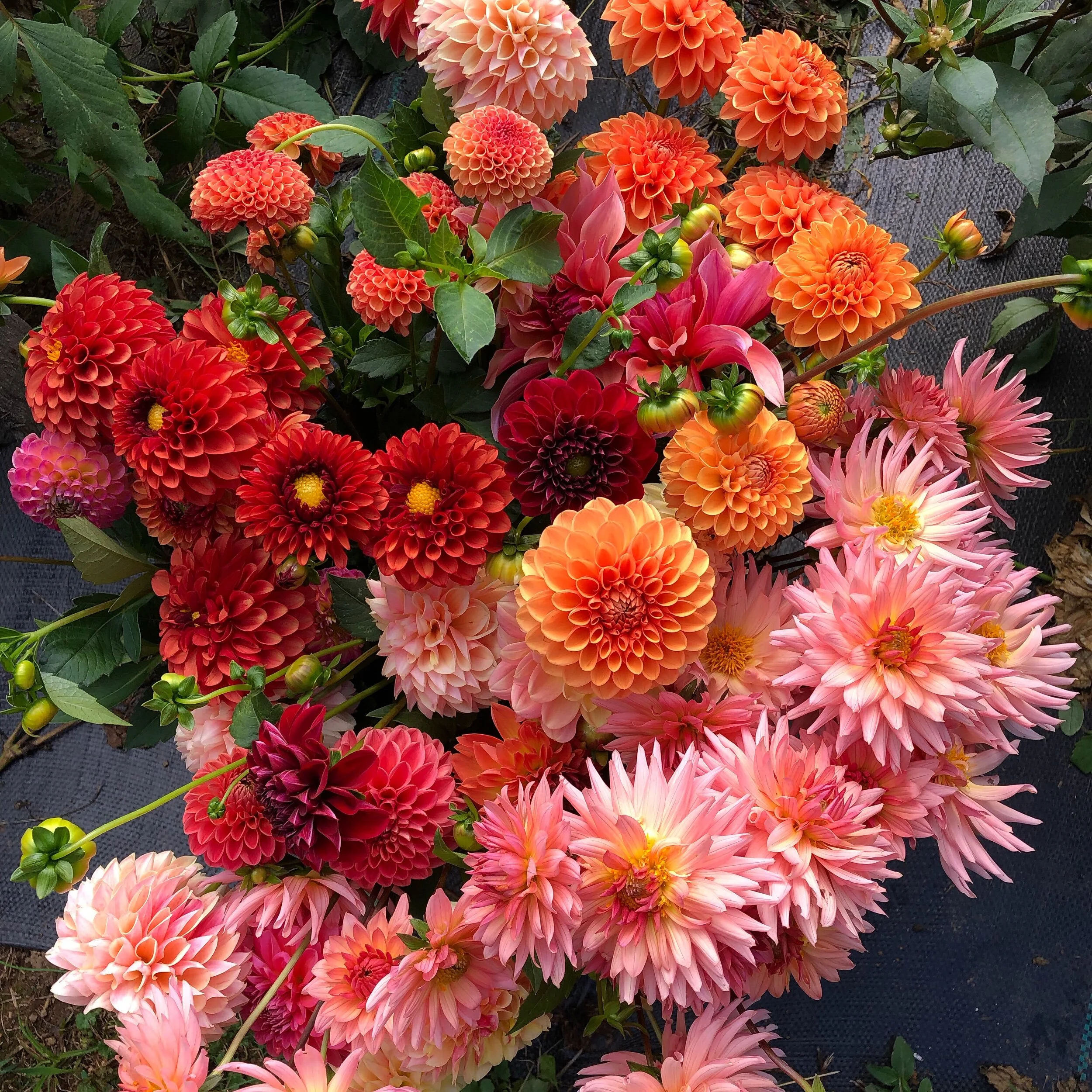 6F0178D7-B518-4D20-B77B-0B1C13C5E25E