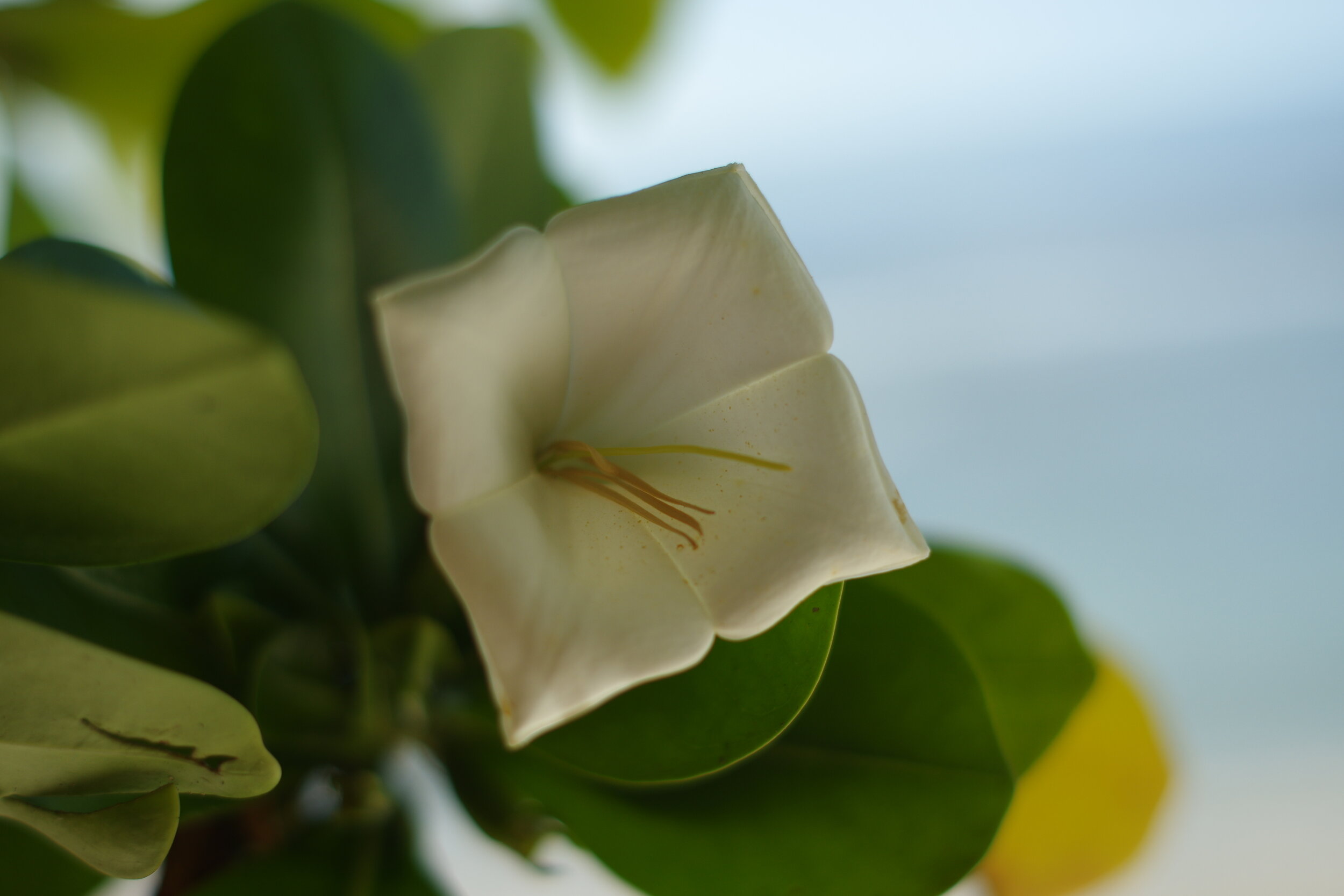 National Flower Of Guam Best Flower Site