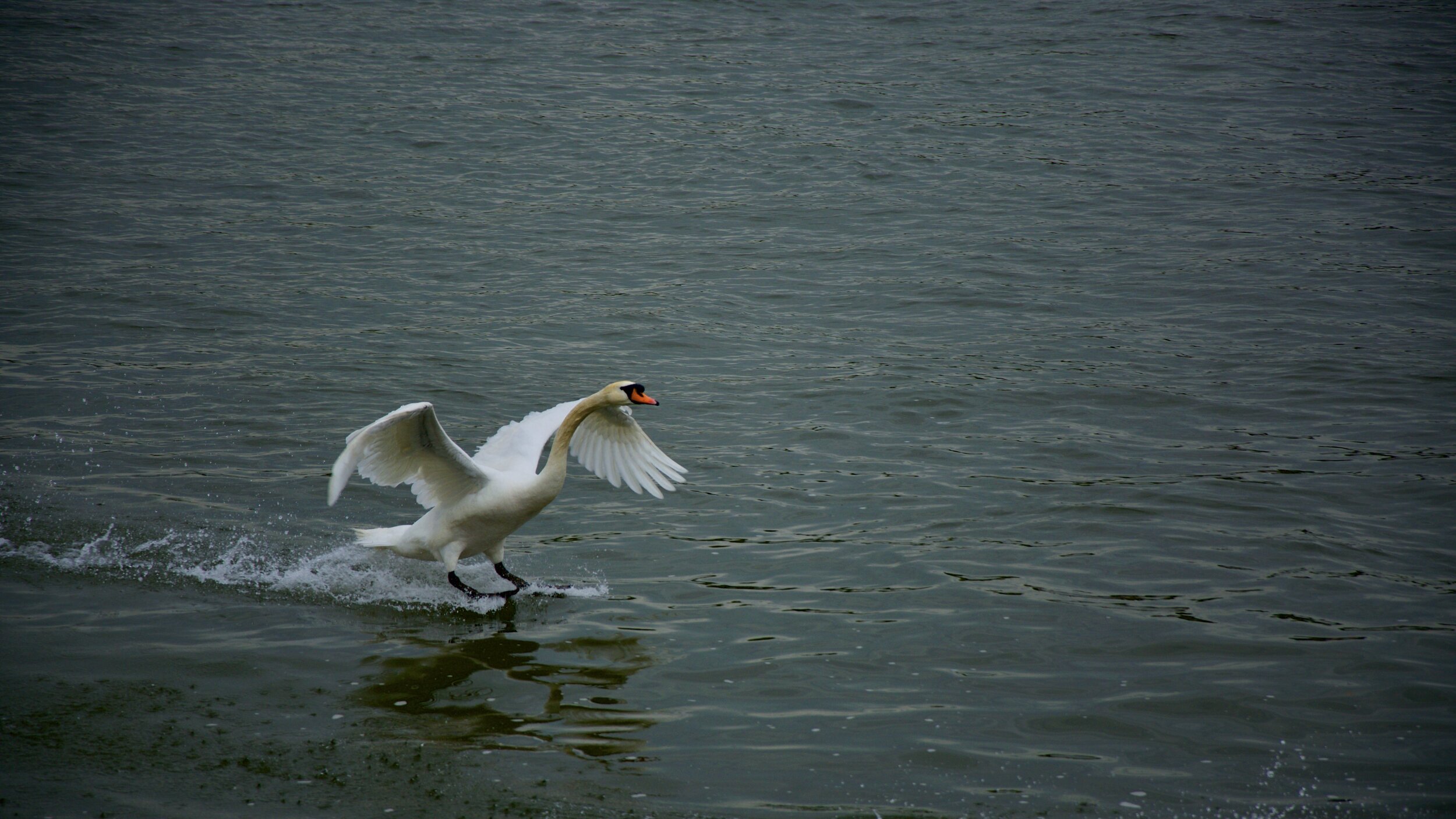 Der landende Schwan.jpg