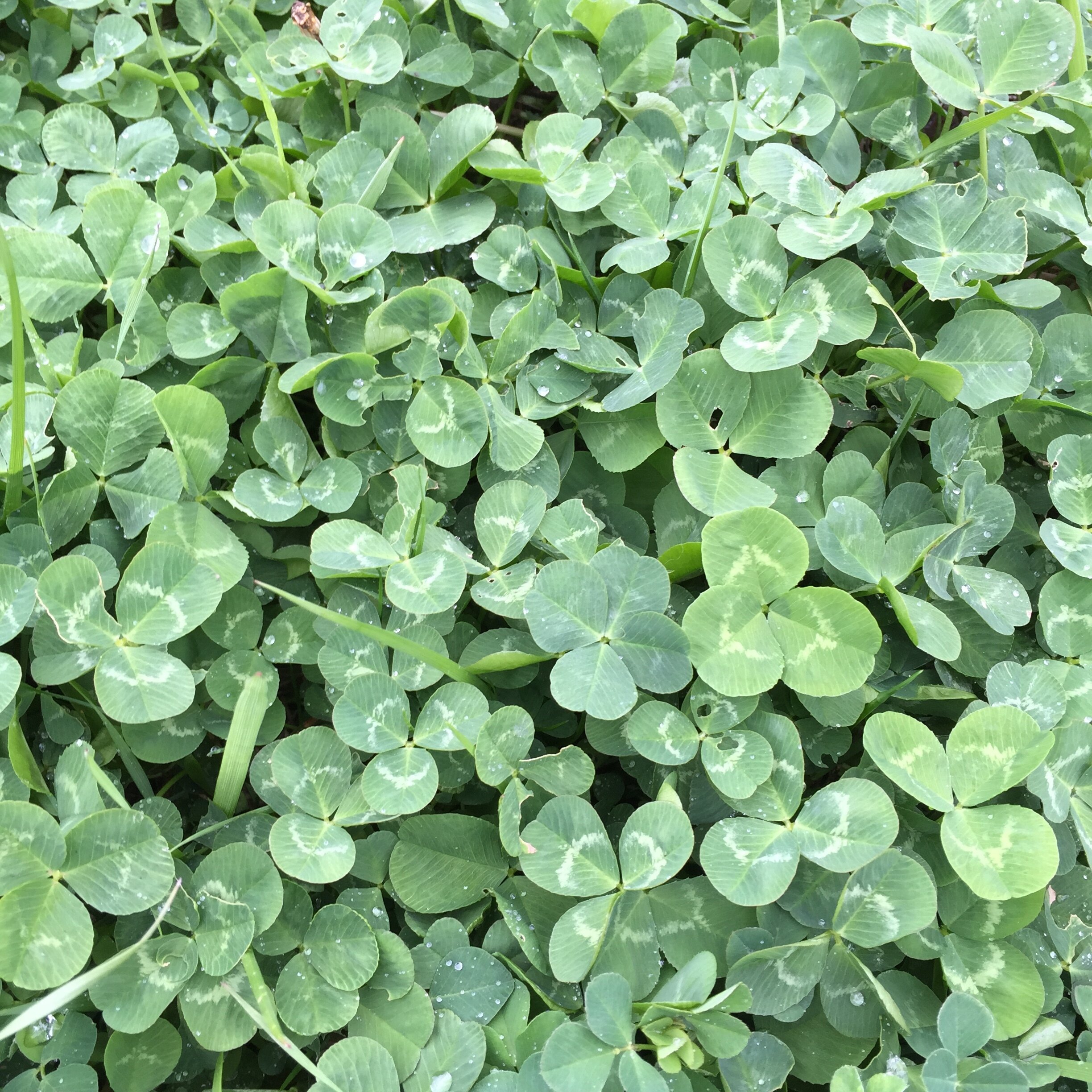Debunking the History and Mystery Behind the Four-Leaf Clover