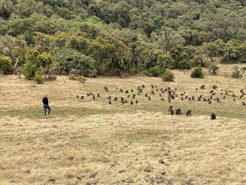 kelly baboon field.jpeg