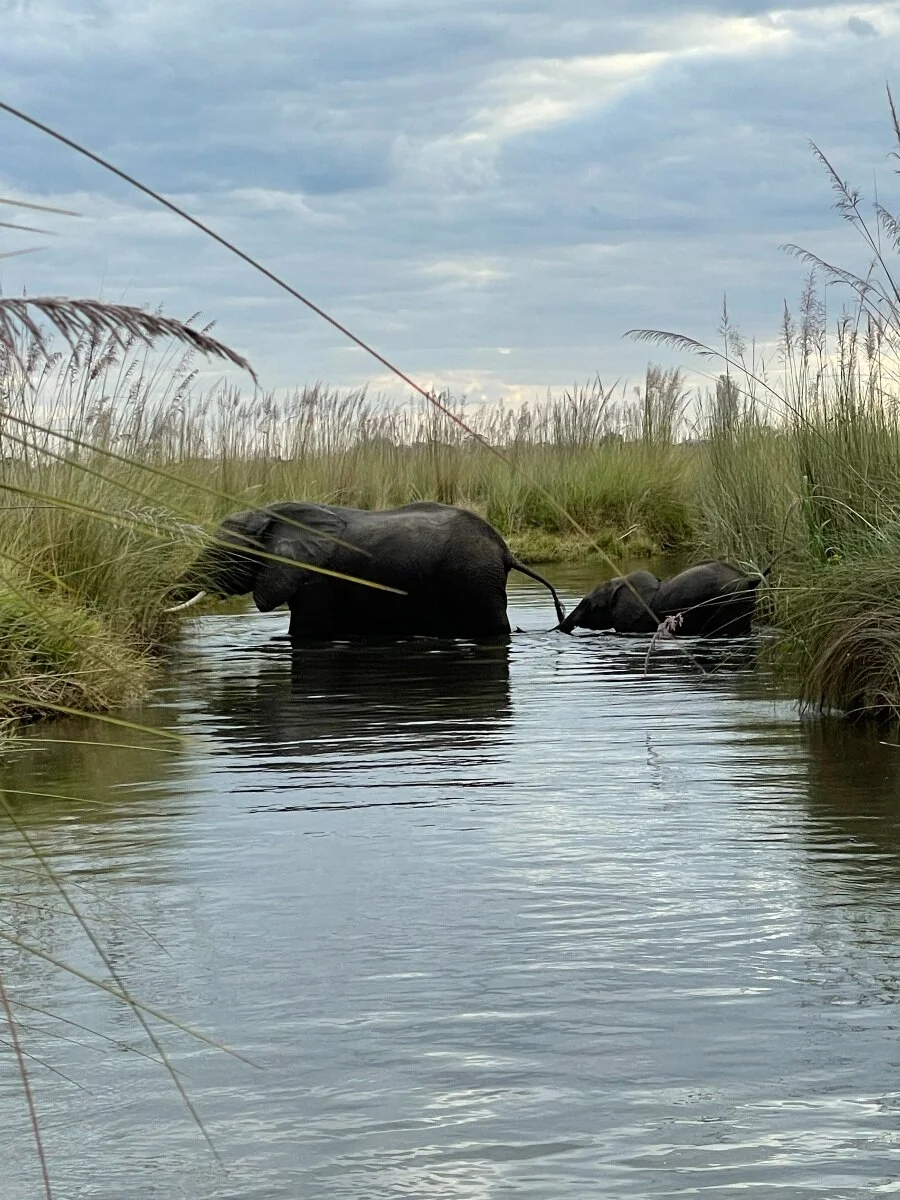 Thoughts, Reflections and the Call of the Wild