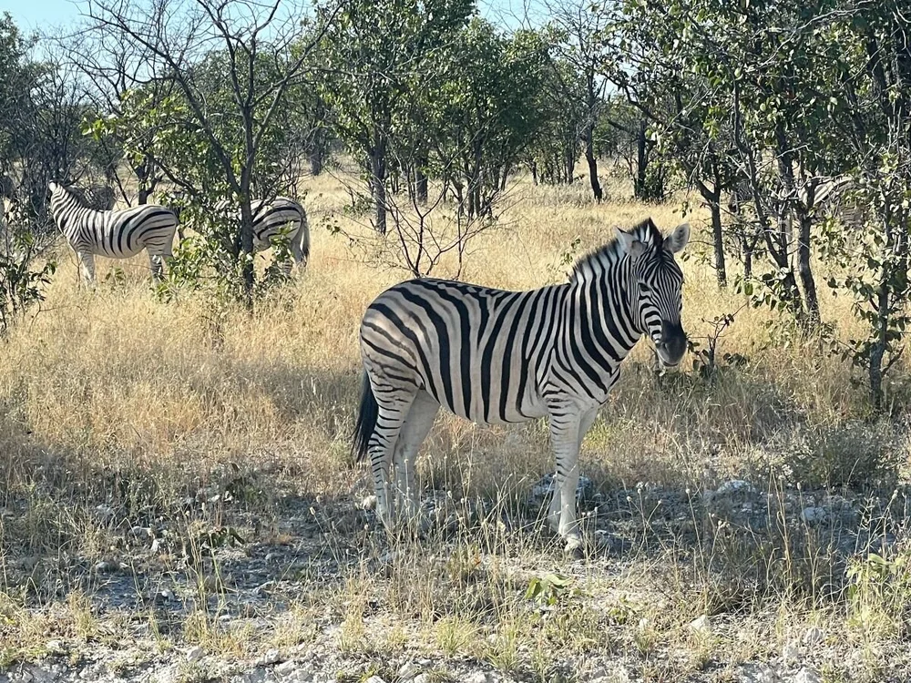 zebra.jpeg