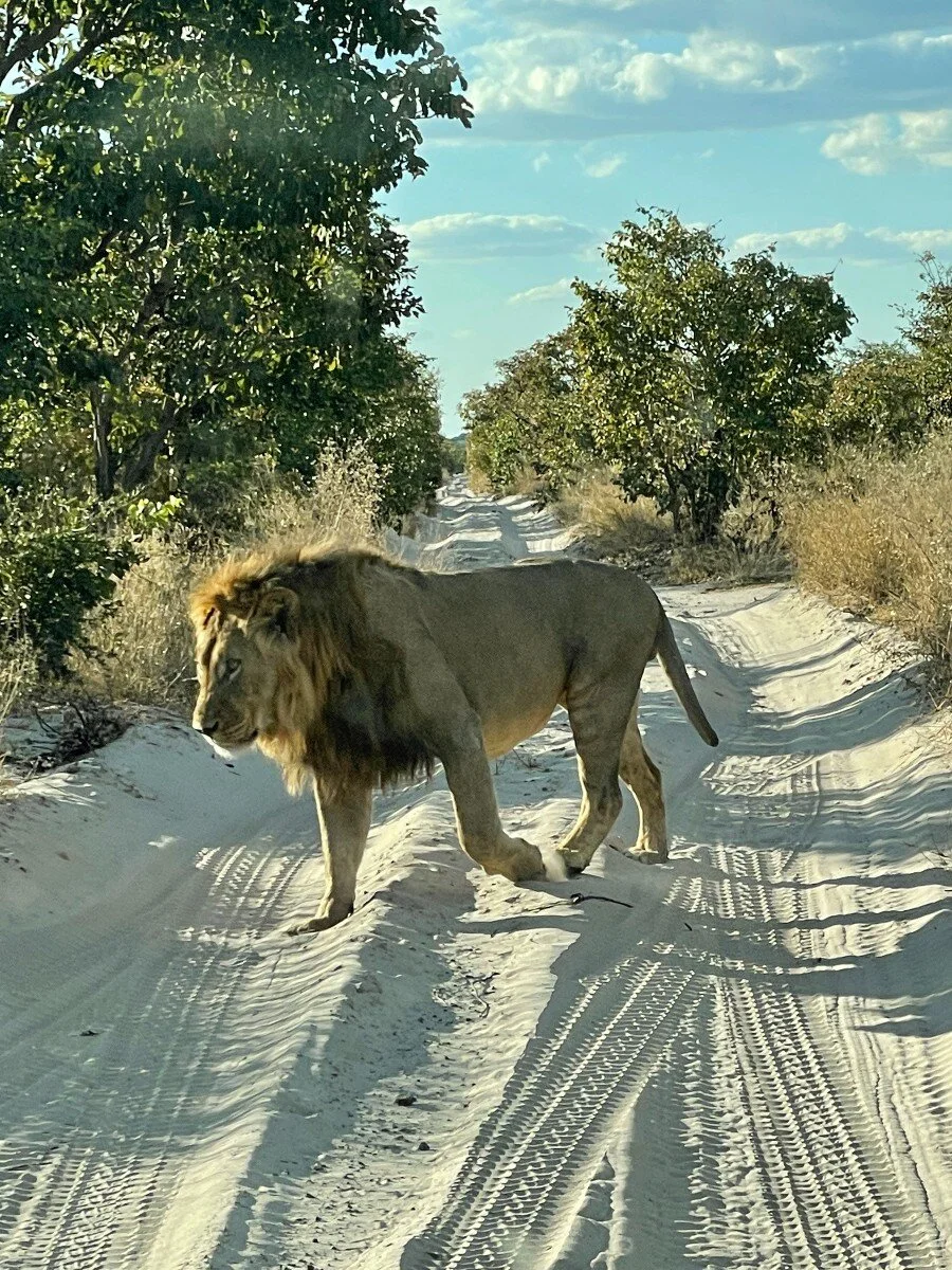 lion turning away.jpeg