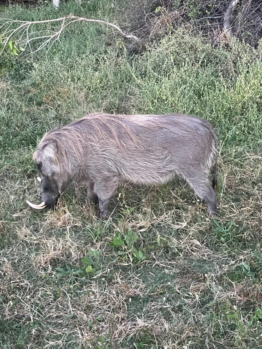 wart hog.jpeg