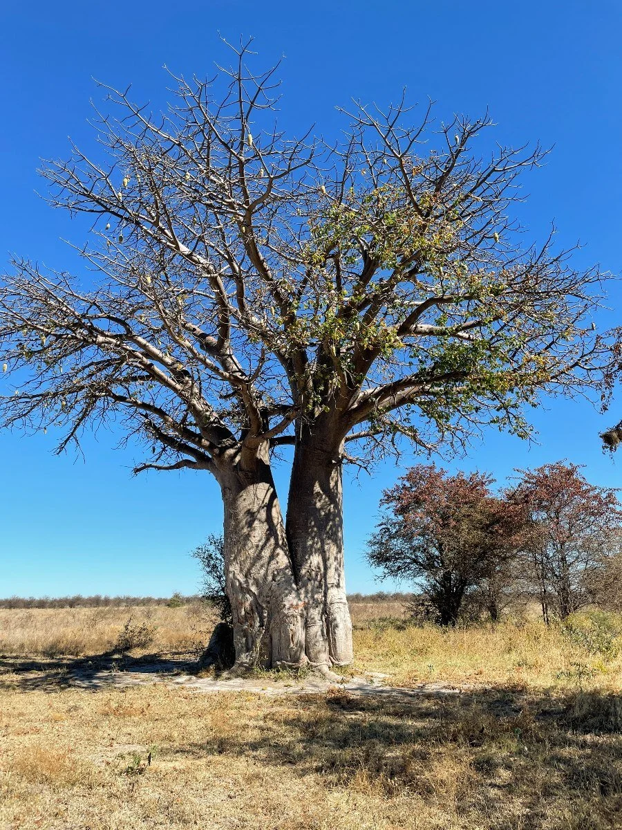 A baobab tree