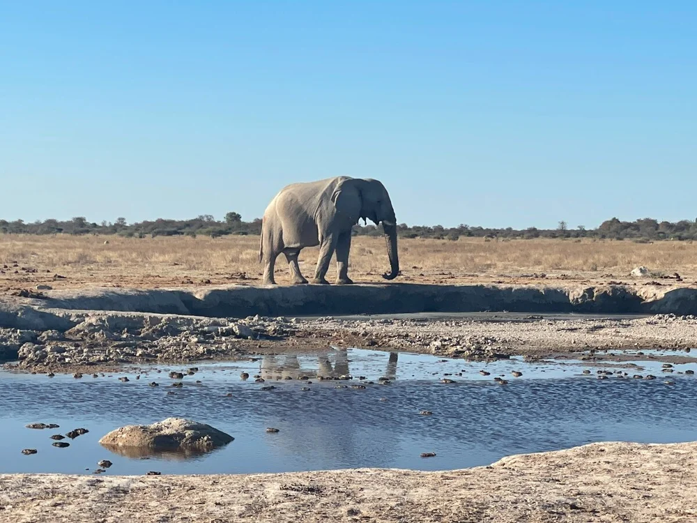 One day we saw over 60 elephants at this watering hole!