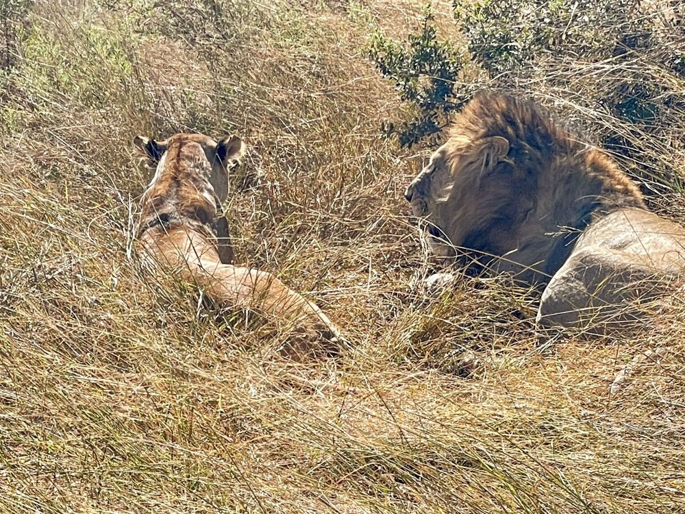 lion lioness.jpeg