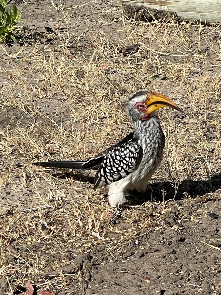 These hornbills were a bit of a nuisance. 