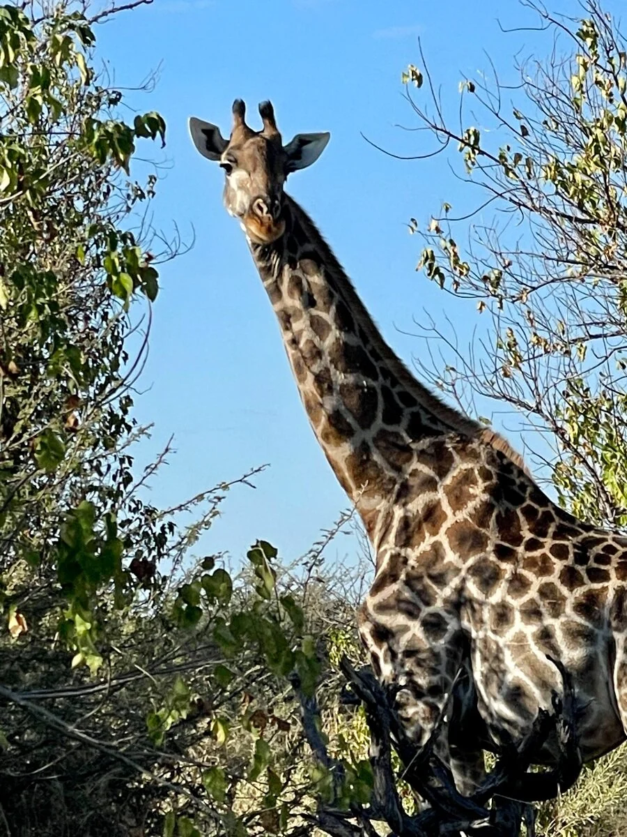 giraffe.jpeg