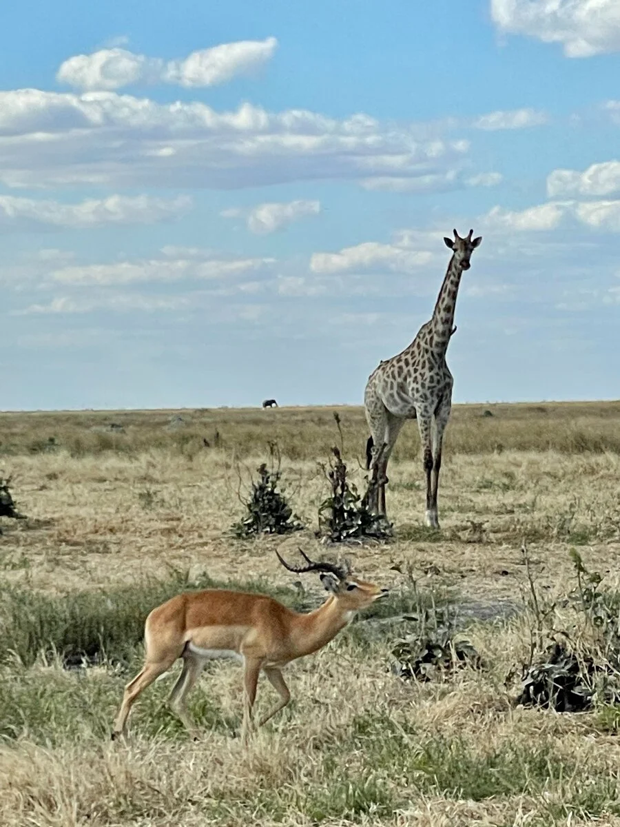 antelope giraffe.jpeg