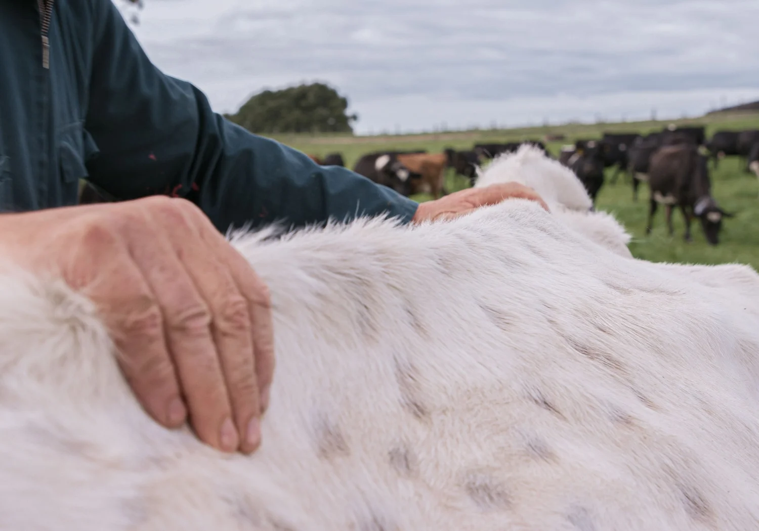 How Halter Works — Halter to the future of farming