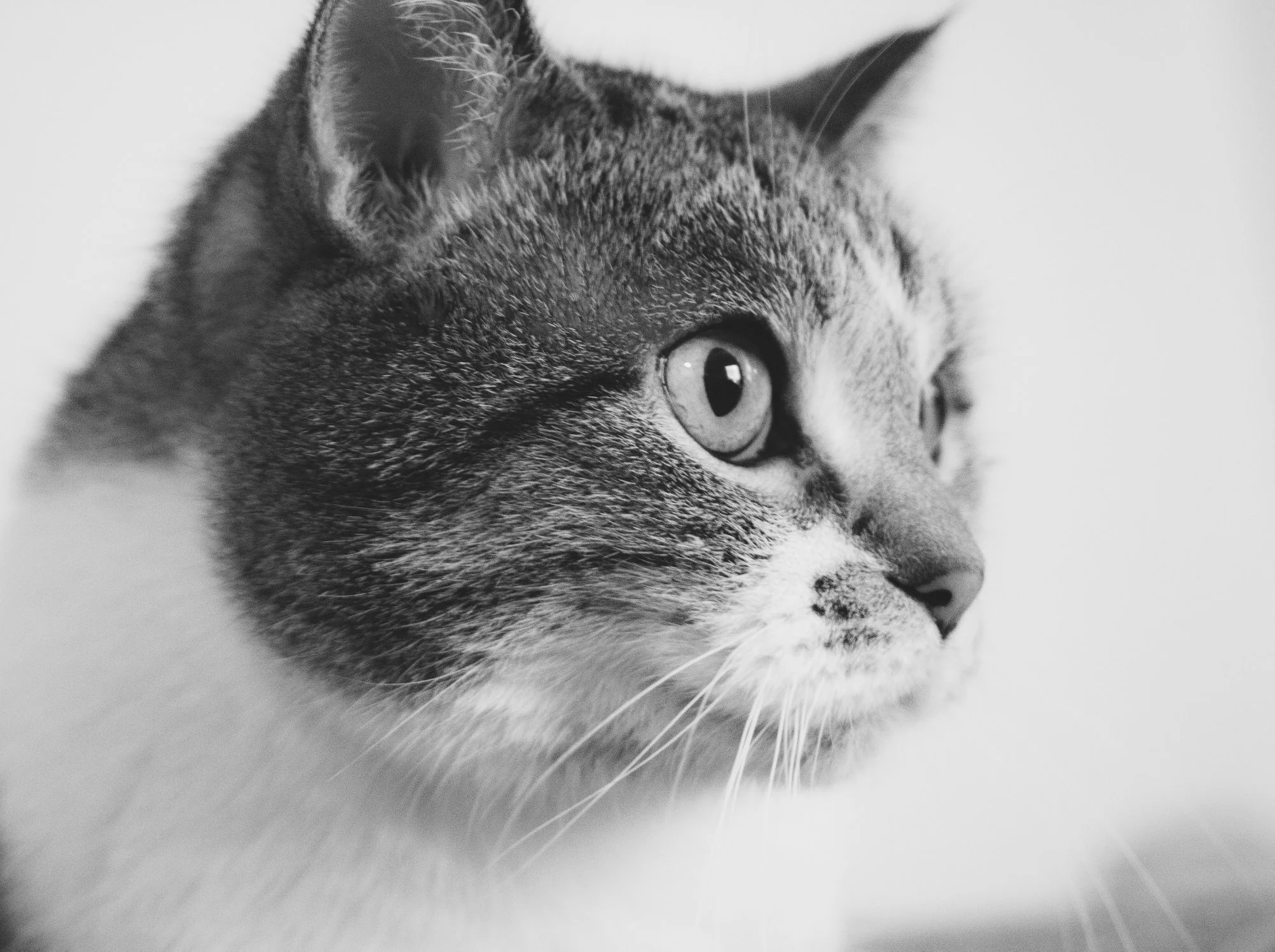 Pet Photography