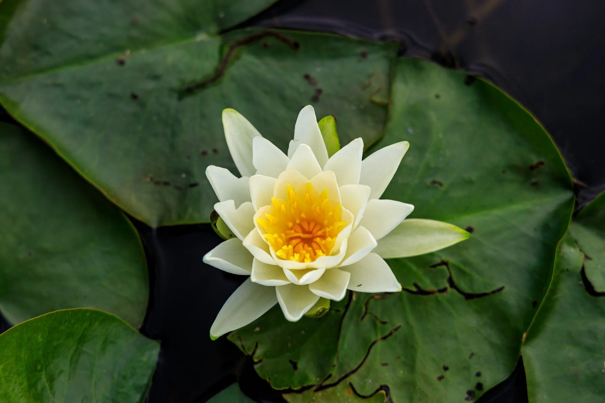 Lily pads on the water
#naturephotography #waterflowers