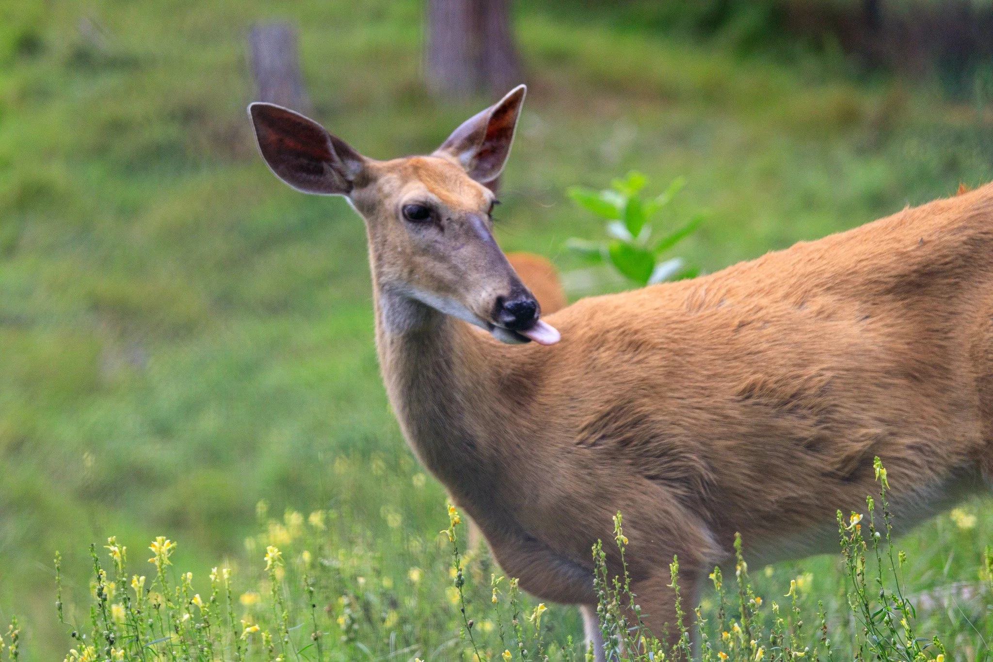 Experimenting with my telephoto lens. 
#naturephotography #whitetaildeer
