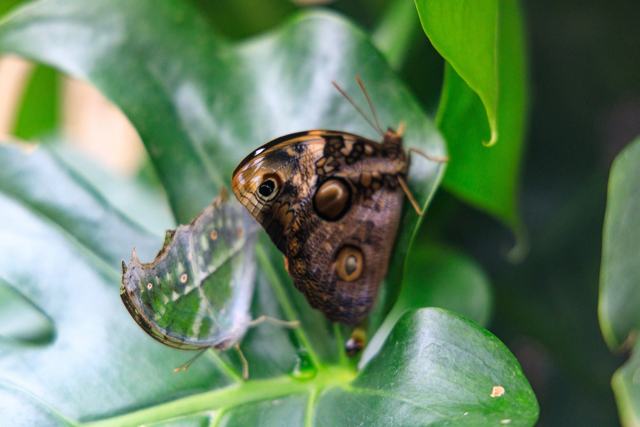 This was one of my favorite attractions on Mackinac Island. 
#butterflies #naturephotography #mackinacislandmichigan