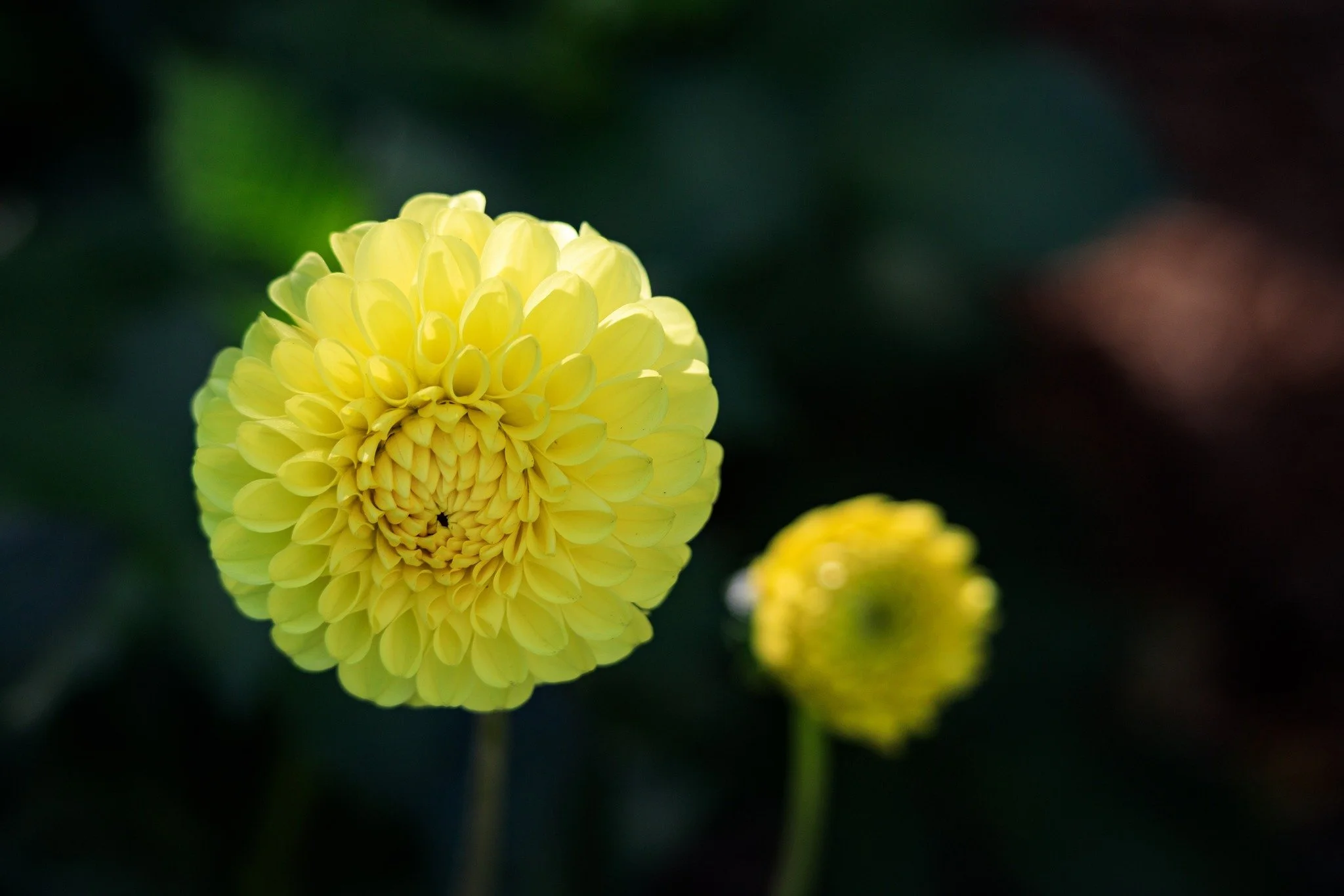 Some of my favorite flowers in the gardens at The Grand Hotel on Mackinac Island
#daliaflower #macrophotography #flowers #mackinacislandmichigan