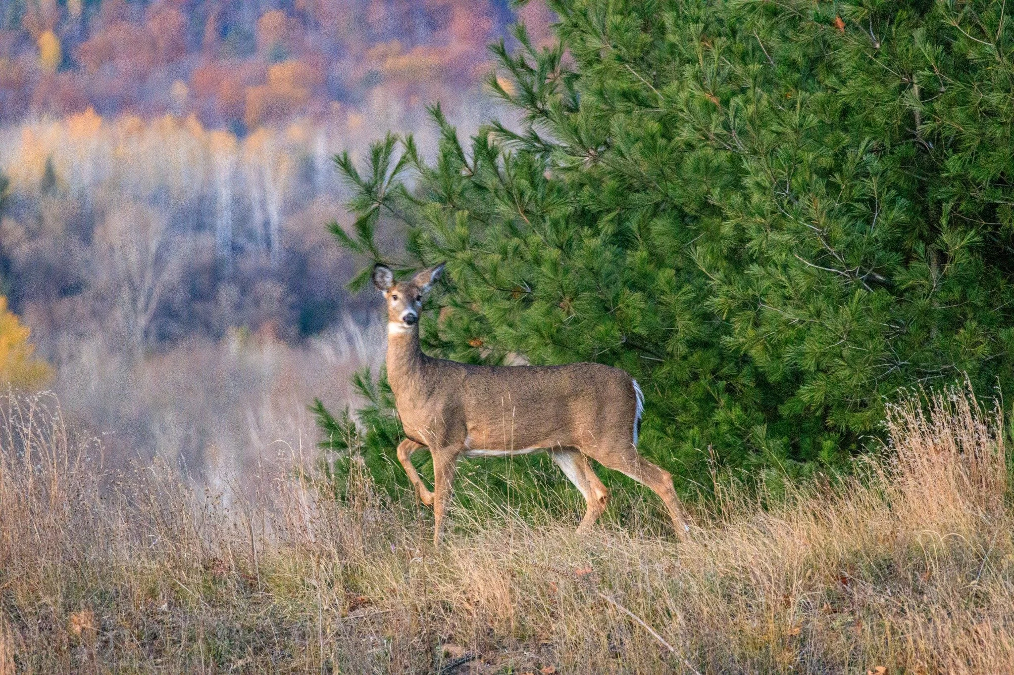 Spotted in my backyard.

Cards available on my Etsy Shop:
https://sarahmichalsphoto.etsy.com/listing/4402996149