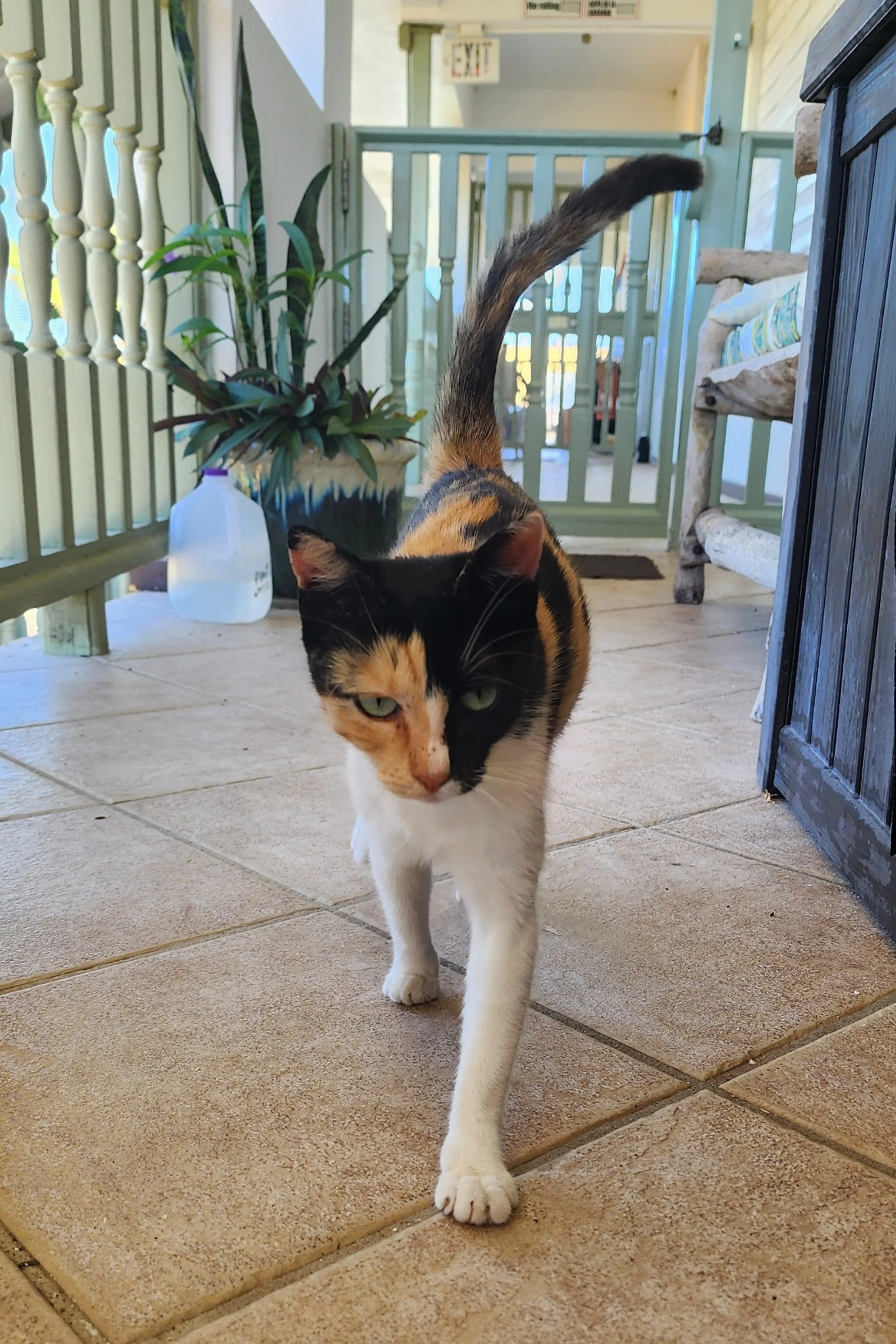 Calico cat in Puerto Rico