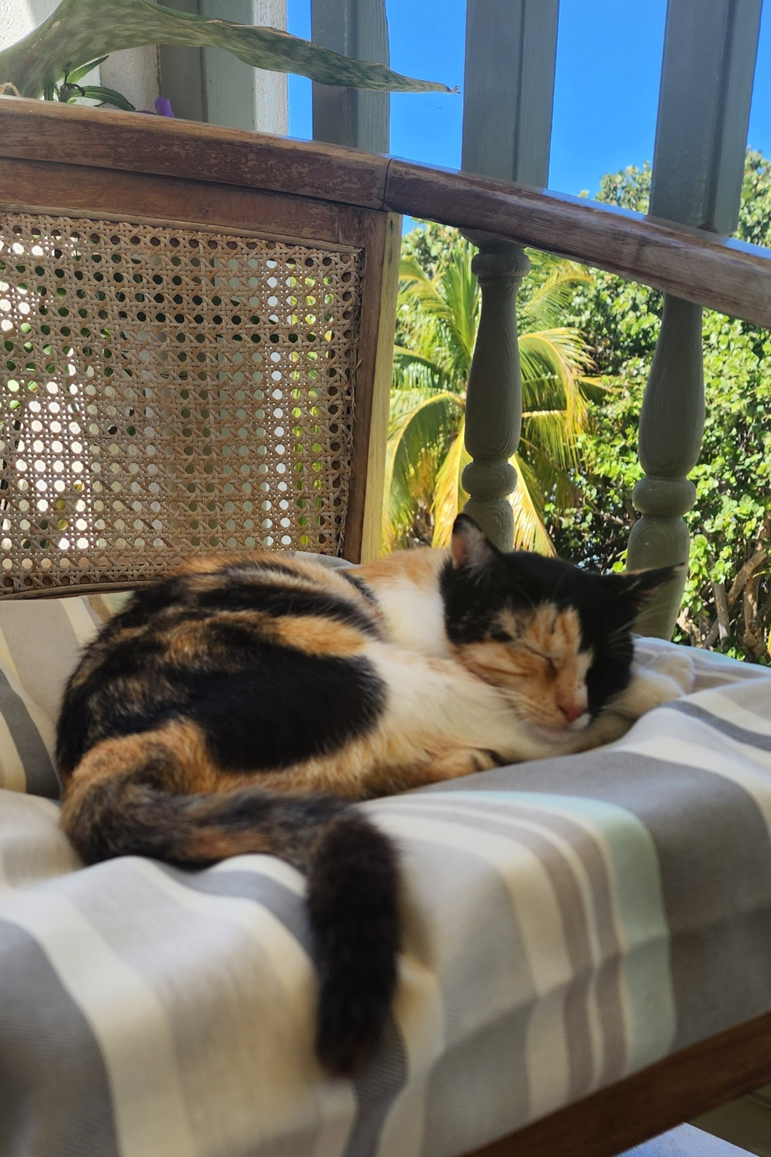 Cats in Puerto Rico