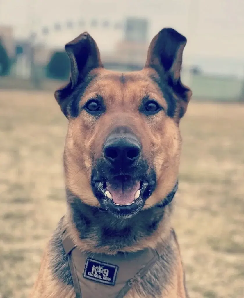 K9 Woody - Wildwood NJ PD
