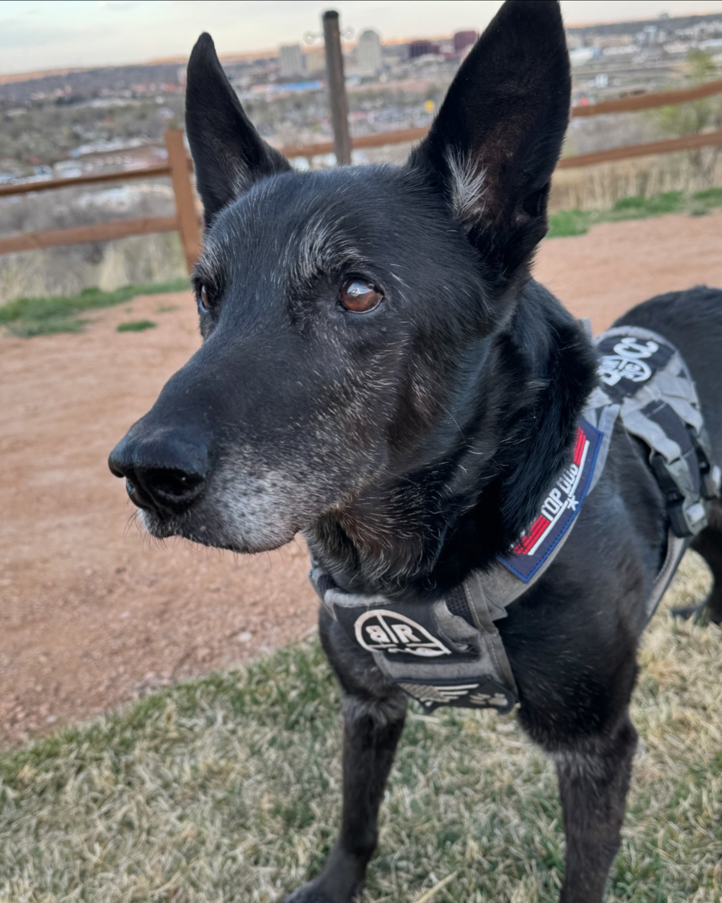 Happy Sunday from this Top Dog 😎

#topdog #topgun #sunday #weekend #hurricane #walkwalk #k9 #malinois #retired #canine #dog