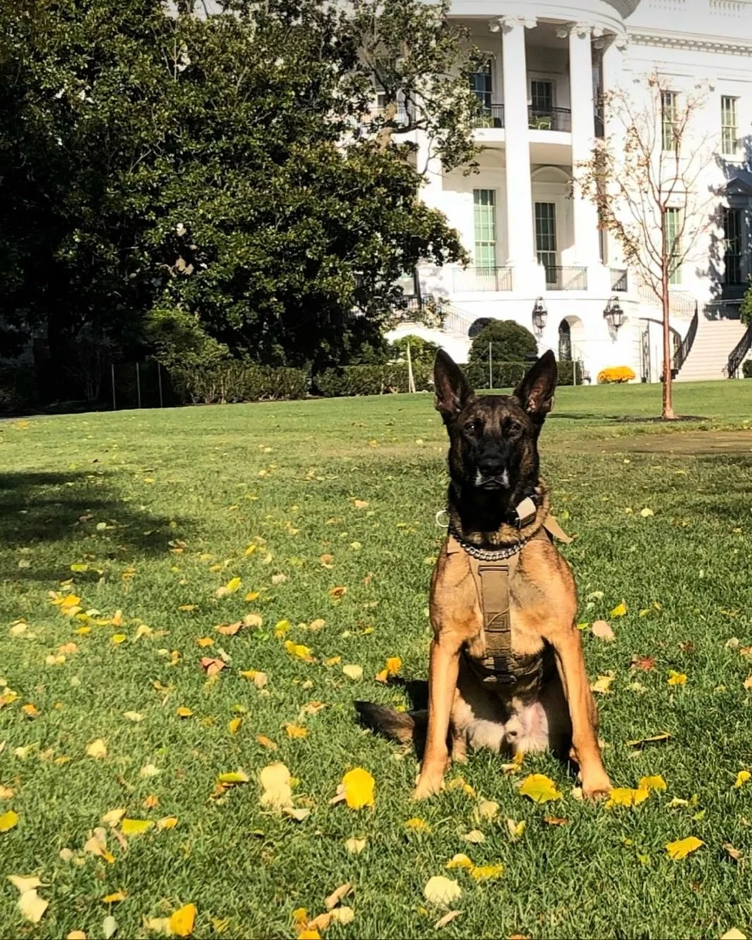 EOW K9 Gino 🇺🇸 10.30.25

We were honored to know K9 Gino who served on the elite USSS ERT Tactical K9 Unit. He was an incredible working dog (swipe to see video of his skills during a bite demo in retirement at Nationals Park) and also one who dona