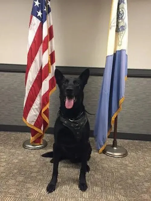 Joining the 2016 post trend: This was the year Hurricane medically retired from the United States Secret Service on September 20th. 

DHS put out the following in a press release. Little did we realize then that his professional contributions and acc