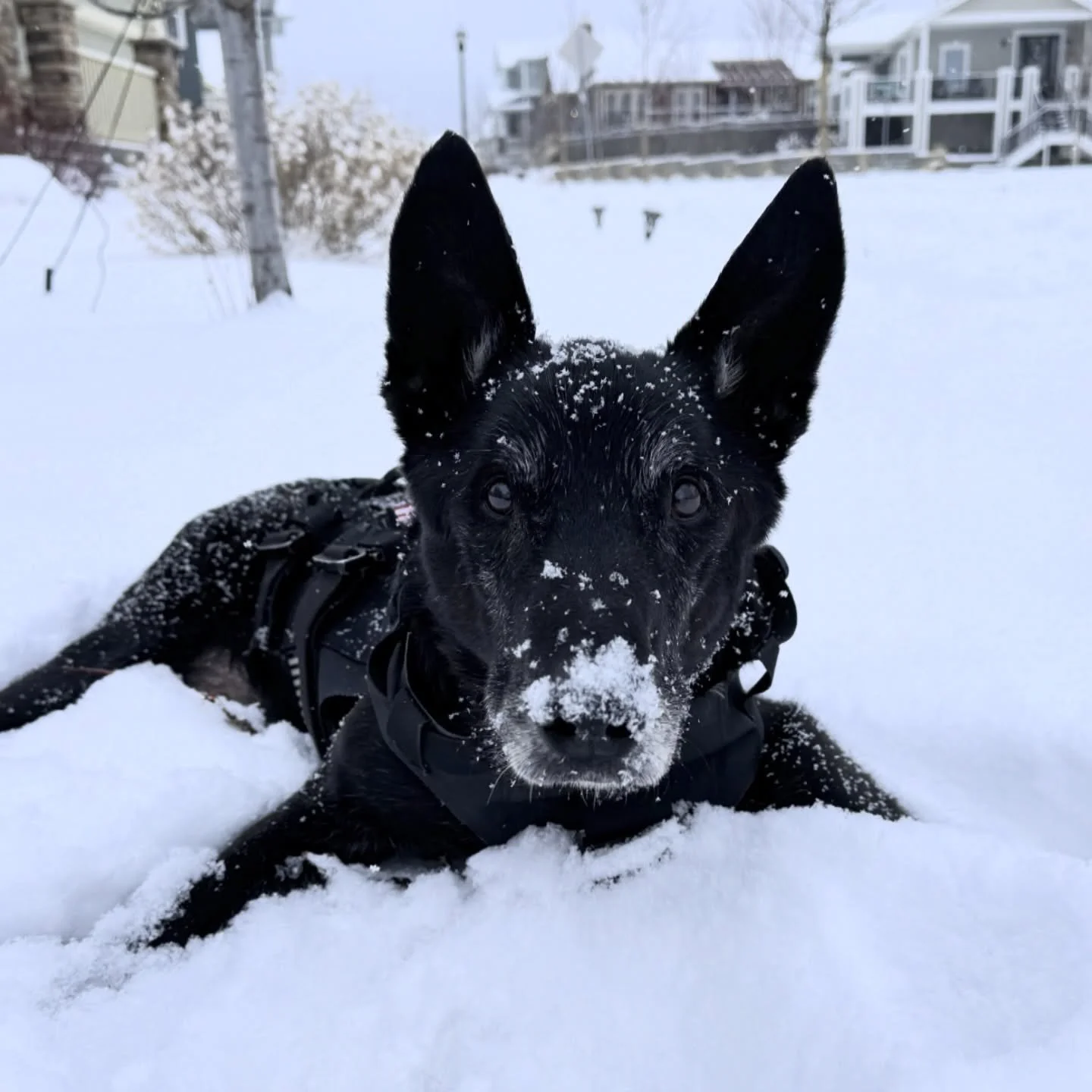 All this snow has us thinking of Hurricane this time last year. He loved helping us shovel