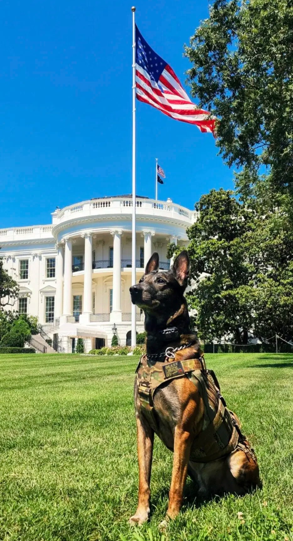 K9 Junior - USSS ERT