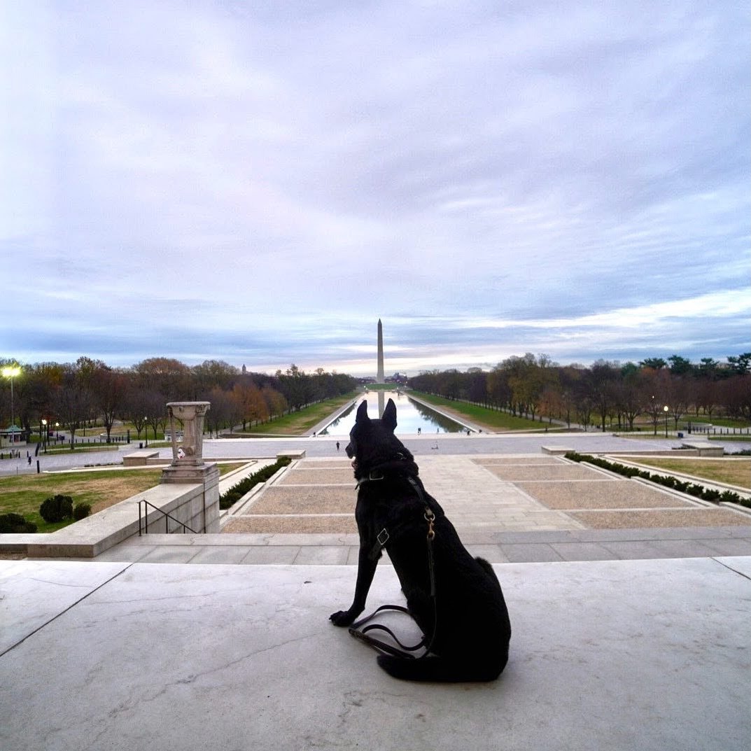 Hurricane is our inspiration for H.R. 3144 Honoring Our K9 Heroes Act. 🇺🇸

This is a bipartisan bill currently in the 119th Congress (2025&ndash;2026) that seeks to provide federal support for the medical care of retired working dogs. 

Inspired by