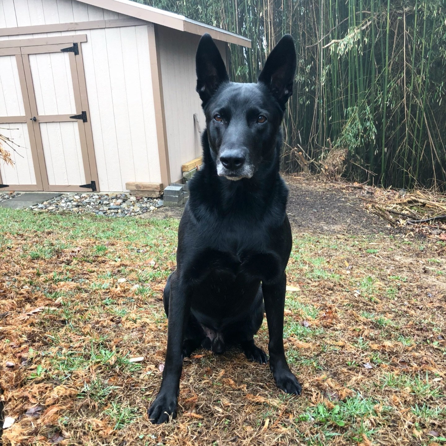 Just looking at this photo and missing you 

#legendsneverdie #k9hurricane #malinois #k9