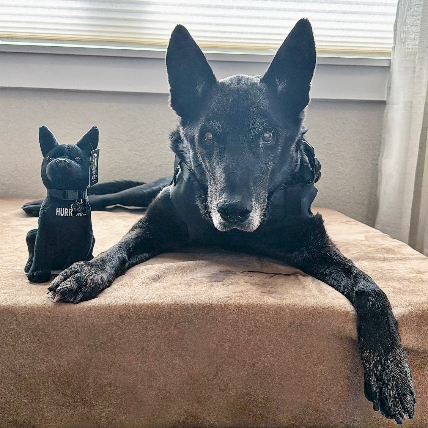 Twinning 

#malinoismonday #malinoislovers #tb

@bigbarkerusa 
@hero_industries_inc