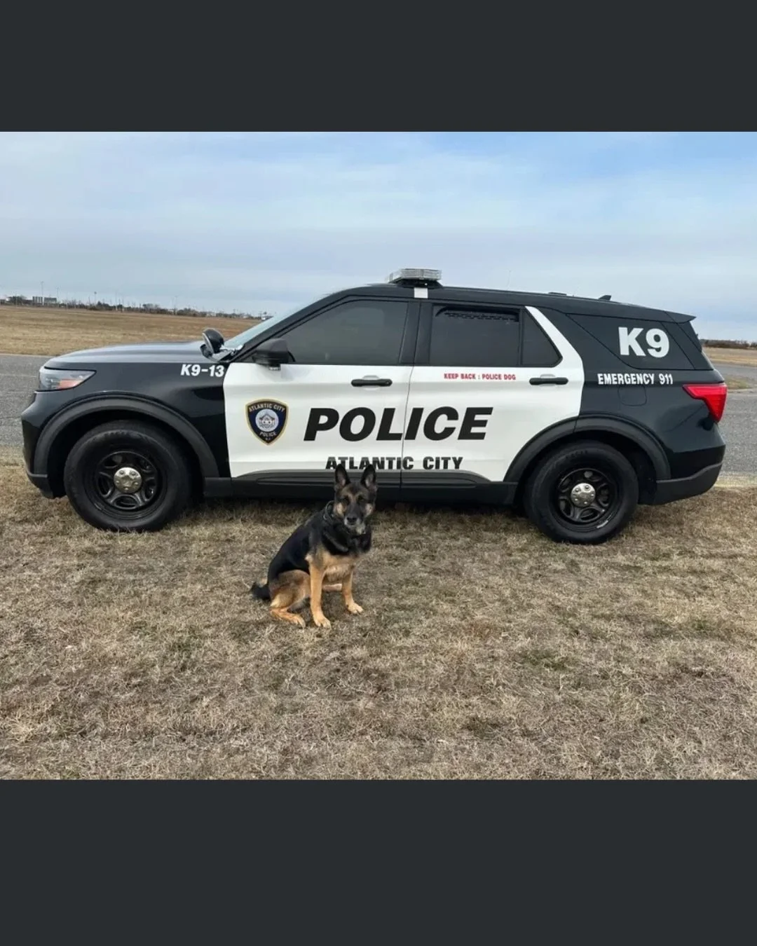 📣Meet K9 Kimber📣

Kimber is a retired Atlantic City PD and one of our newest sponsored K9s!!

K9 Kimber is a single purpose retired Atlantic City Police Explosive Detection K9 and her hander K9 Ofc. Pete Calabrese began their story in October of 20