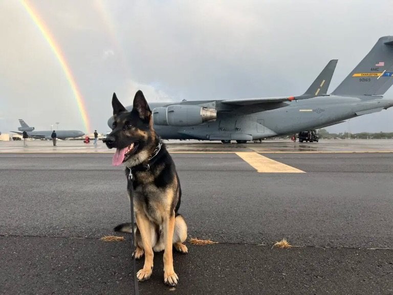 📣Meet K9 DOM📣

DOM is retired United States Secret Service and one of our newest sponsored K9s!!

Dom served as an Explosive Detection Canine for 6 1/2 years with the SS. Dom has traveled globally to ensure the safety and security of the President,