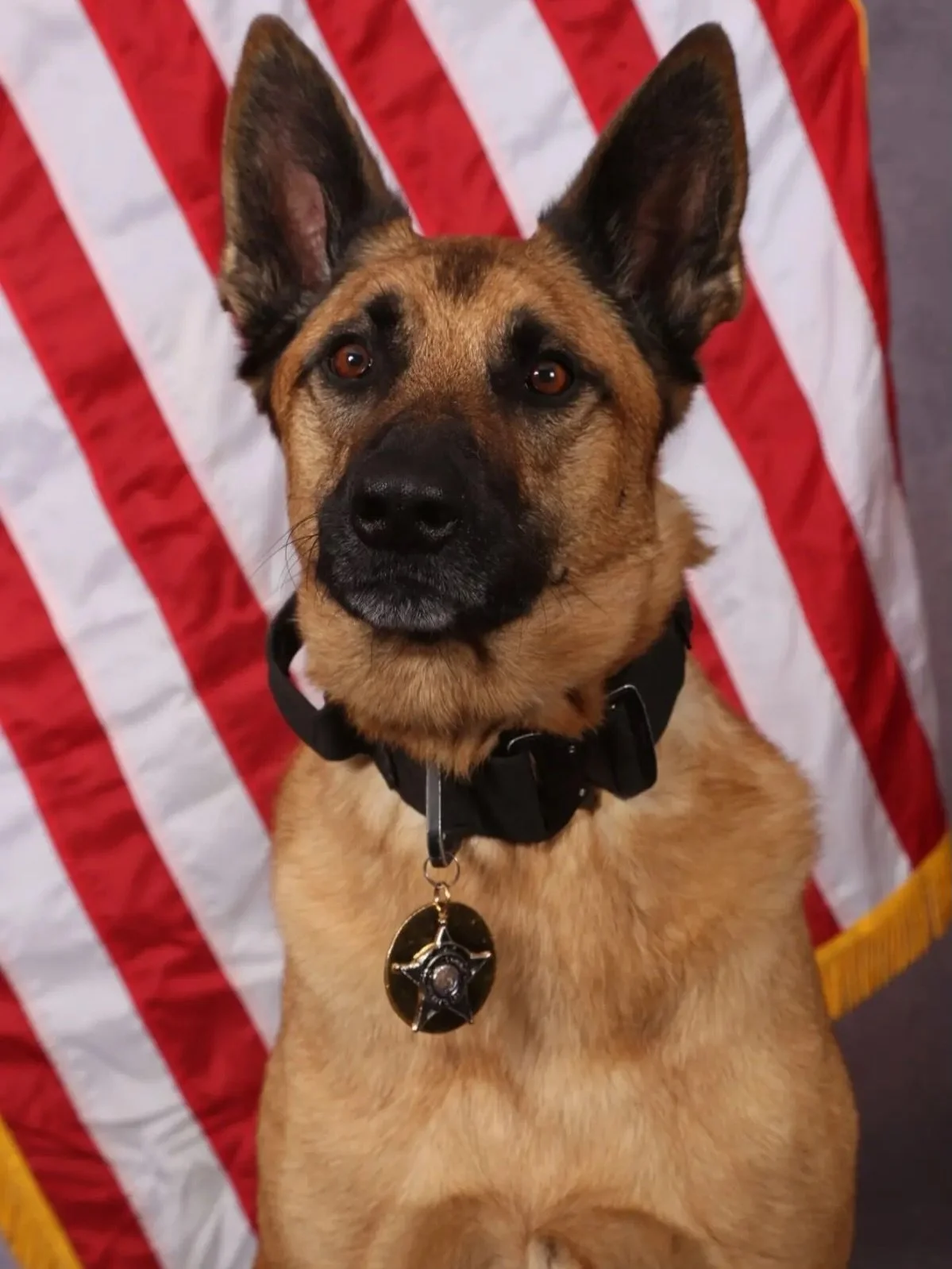 📣Meet K9 Max📣

Max is a retired Atlantic County Sheriff&rsquo;s Office and one of our newest sponsored K9s!!

Atlantic County Sheriff&rsquo;s Office K-9 Max, has been officially retired from duty! Max, born September 3rd, 2018, was an energetic pup
